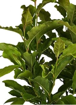 Merkloos Magnolia Susan Op Stam - Totale Hoogte 85 Cm -Tuinverzorgings Winkel 870x1200 3