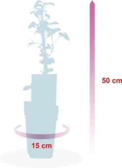 Grootmoeders Jam Mix - Mix Van 4 Fruitplanten: Framboos, Blauwe Bes, Rode Bes, Braam - Hoogte 50-60cm -Tuinverzorgings Winkel 875x1200