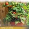 Tuin De Bruijn® Zaden - Tomaat - Pottomaat Minibel - Zeer Hoge Opbrengst - Eenvoudige Teelt