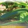Tuin De Bruijn® Zaden - Courgette Black Beauty - Zeer Hoge Opbrengst -Tuinverzorgings Winkel 878x1200 6