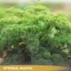 Tuin De Bruijn® Zaden - Peterselie - Hoge Opbrengst - Eenvoudige Teelt