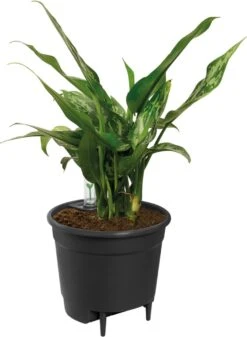 Elho Self-watering Insert 17 - Accessoires Voor Binnenaccessoires - Ø 17.0 X H 15.8 Cm - Zwart/Living Black -Tuinverzorgings Winkel 879x1200 7
