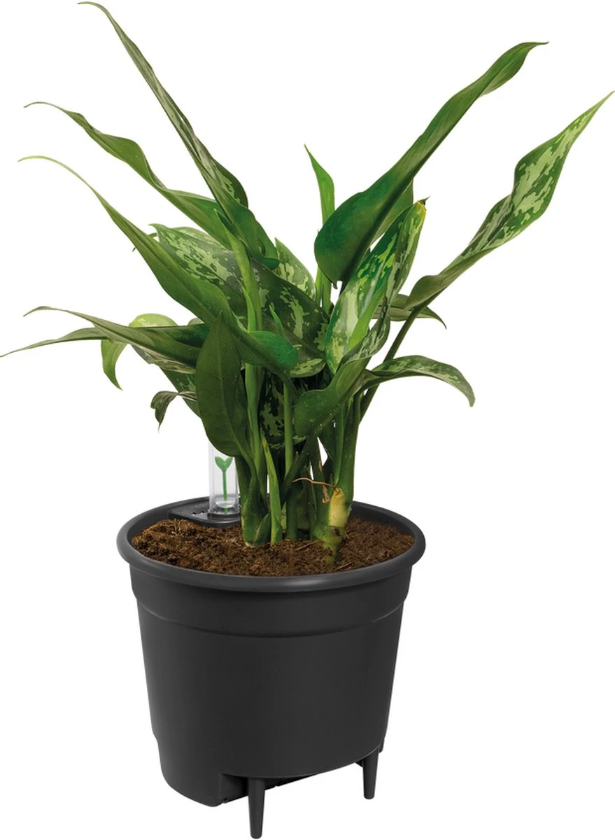 Elho Self-watering Insert 33 - Accessoires voor Binnenaccessoires - Ø 33.3 x H 30.7 cm - Zwart/Living Black Elho Self-watering Insert 33 - Accessoires Voor Binnenaccessoires - Ø 33.3 X H 30.7 Cm - Zwart/Living Black -Tuinverzorgings Winkel 879x1200 8