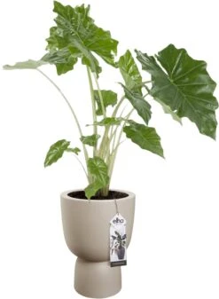 Elho Pure Coupe 35 - Bloempot Voor Binnen & Buiten - Ø 34.9 X H 49.0 Cm - Beige/Balanced Beige -Tuinverzorgings Winkel 880x1200 9