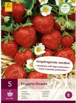 Jub Holland Elsanta Aardbeienplanten 10 Stuks - Zoete En Sappige Aardbeien - Fruitplanten - Kleinfruit - Garden Select -Tuinverzorgings Winkel 883x1200 4