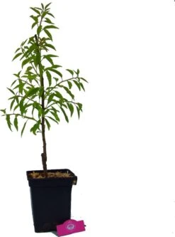 Prunus Dulcis 'Texas', Amandelboom, 5 Liter Pot -Tuinverzorgings Winkel 891x1200 3