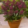 Merkloos 2x Skimmia Japonica Rubinetta - Bloem Skimmia In 3 Liter Pot Met Planthoogte 30-40cm -Tuinverzorgings Winkel 897x1200 2