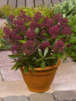 Merkloos 2x Skimmia Japonica Rubinetta - Bloem Skimmia In 3 Liter Pot Met Planthoogte 30-40cm