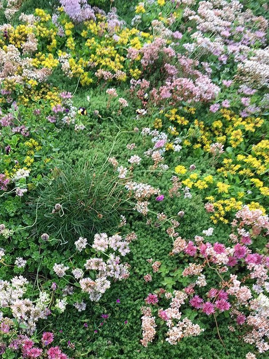 Covergreen kant-en-klare Sedum plantenmat Covergreen Kant-en-klare Sedum Plantenmat -Tuinverzorgings Winkel 898x1200 1