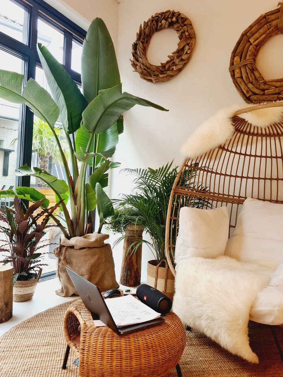 Strelitzia Augusta 180 cm hoog ...de populairste plant van dit moment. Gratis persoonlijke bezorging om beschadiging te voorkomen en met verzorgingsinstructies. bezorging Strelitzia Augusta 180 Cm Hoog ...de Populairste Plant Van Dit Moment. Gratis Persoonlijke Bezorging Om Beschadiging Te Voorkomen En Met Verzorgingsinstructies. Bezorging -Tuinverzorgings Winkel 899x1200 22