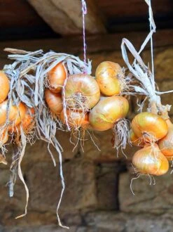 Plantui / Pootui 'Stuttgarter' - Maat 14/21 - 500 G (ca. 100 Stuks) 3 Plantui / Pootui 'Stuttgarter' - Maat 14/21 - 500 G (ca. 100 Stuks) -Tuinverzorgings Winkel 899x1200 23