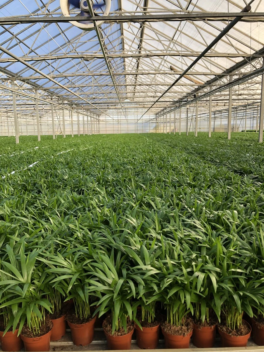 Areca in siermand Guusje Naturel – luchtzuiverende kamerplant – eenvoudig te onderhouden Goudpalm - ↕55-70cm - Ø18 – geleverd met plantenpot – vers uit de kwekerij Areca In Siermand Guusje Naturel – Luchtzuiverende Kamerplant – Eenvoudig Te Onderhouden Goudpalm - ↕55-70cm - Ø18 – Geleverd Met Plantenpot – Vers Uit De Kwekerij -Tuinverzorgings Winkel 899x1200 25