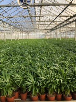 Areca – Luchtzuiverende Kamerplant – Eenvoudig Te Onderhouden Goudpalm - ↕55-70cm - Ø17 – In Kwekerspot – Vers Uit De Kwekerij -Tuinverzorgings Winkel 899x1200 26