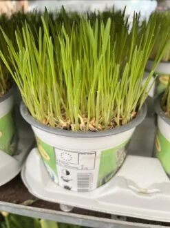 Kattengras - Gerst - Huisdier - Diervriendelijke Kamerplant - Triticum Aestivum - Potmaat Ø12cm - 2 Stuks -Tuinverzorgings Winkel 899x1200 27