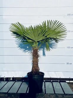 Sunnytree - Palmboom - Trachycarpus Fortunei - Winterharde Palmboom Voor Buiten - Hoogte: 160 Cm -Tuinverzorgings Winkel 899x1200 28