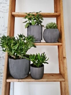 Capi Europe - Set Van 4 - Bloempot Binnen - Groove - Antraciet -Tuinverzorgings Winkel 899x1200 34