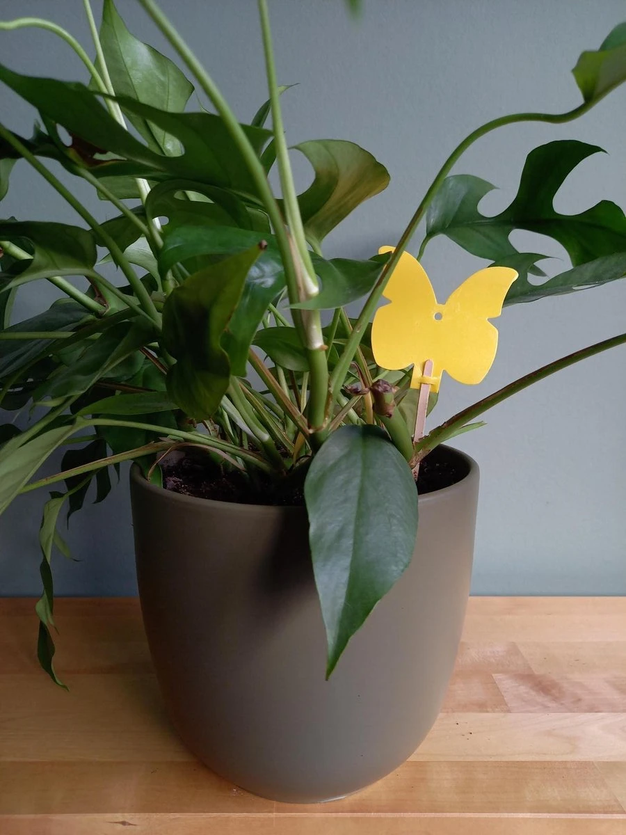 Decofixer - vliegjes in plant vanger - rouwvliegjes bestrijden - varenrouwmug plakstrips - plakkaartjes - vangplaatjes - potgrondvliegjes -20 stuks Decofixer - Vliegjes In Plant Vanger - Rouwvliegjes Bestrijden - Varenrouwmug Plakstrips - Plakkaartjes - Vangplaatjes - Potgrondvliegjes -20 Stuks -Tuinverzorgings Winkel 900x1200 10