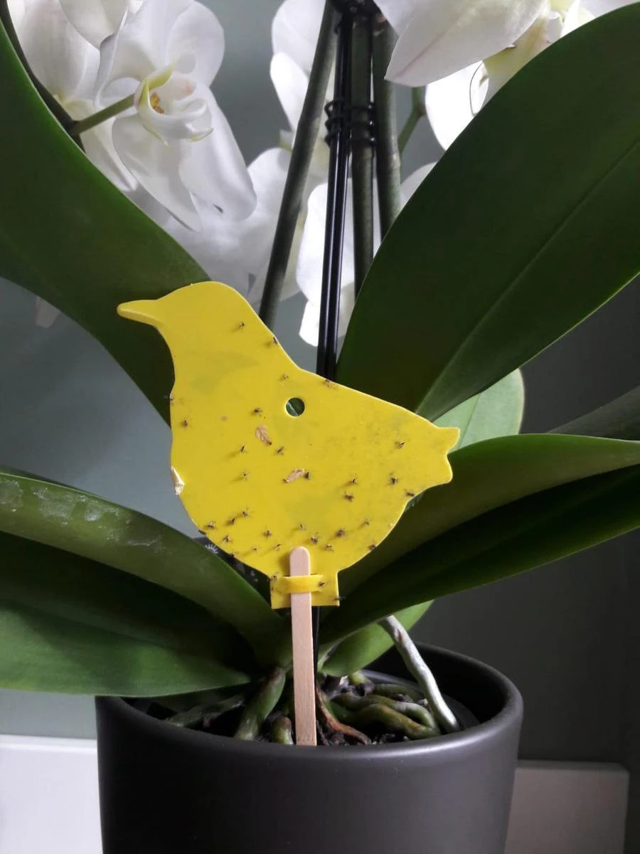 Decofixer - vliegjes in plant vanger - rouwvliegjes bestrijden - varenrouwmug plakstrips - plakkaartjes - vangplaatjes - potgrondvliegjes -20 stuks Decofixer - Vliegjes In Plant Vanger - Rouwvliegjes Bestrijden - Varenrouwmug Plakstrips - Plakkaartjes - Vangplaatjes - Potgrondvliegjes -20 Stuks -Tuinverzorgings Winkel 900x1200 11