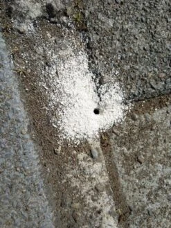 500g =1 Ltr Diatomeeënaarde (Kiezelgoer) (eco & Gifvrij) PestiNext Diatomeeënaarde - Diatomaceous Earth - Diatomeeenaarde Kippen - Diatomeeenaarde Poeder - Diatomeeenaarde Foodgrade 4 500g =1 Ltr Diatomeeënaarde (Kiezelgoer) (eco & Gifvrij) PestiNext Diatomeeënaarde - Diatomaceous Earth - Diatomeeenaarde Kippen - Diatomeeenaarde Poeder - Diatomeeenaarde Foodgrade -Tuinverzorgings Winkel 900x1200 15