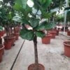 Ficus Lyrata Op Stam Van Wel 160 Cm. Tabaksplant Of Vioolbladplant , Gratis Thuisbezorgd.