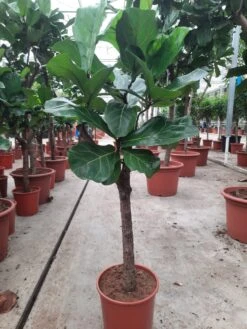 Ficus Lyrata Op Stam Van Wel 160 Cm. Tabaksplant Of Vioolbladplant , Gratis Thuisbezorgd.