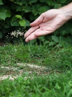 ECOstyle Graszaad Herstel Snelkiemend Gazon Gras – Herstelt Kale Plekken – Vogelwerende Coating – Geschikt Voor Zon- En Schaduw Gazons - Snelle Kieming – 20 – 30M² – 500 GR 5 ECOstyle Graszaad Herstel Snelkiemend Gazon Gras – Herstelt Kale Plekken – Vogelwerende Coating – Geschikt Voor Zon- En Schaduw Gazons - Snelle Kieming – 20 – 30M² – 500 GR -Tuinverzorgings Winkel 900x1200 22