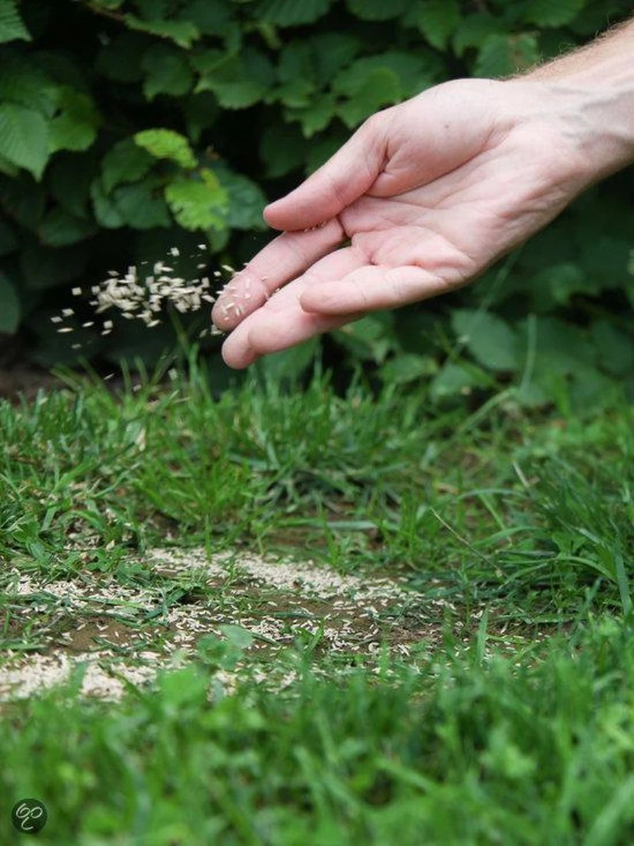 ECOstyle Graszaad Herstel Snelkiemend Gazon Gras – Herstelt kale plekken – Vogelwerende Coating – Geschikt voor Zon- en Schaduw Gazons - Snelle Kieming – 20 – 30M² – 500 GR ECOstyle Graszaad Herstel Snelkiemend Gazon Gras – Herstelt Kale Plekken – Vogelwerende Coating – Geschikt Voor Zon- En Schaduw Gazons - Snelle Kieming – 20 – 30M² – 500 GR -Tuinverzorgings Winkel 900x1200 22