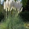 Merkloos 4x Cortaderia Selloana - Pampasgras In 3 Liter Pot