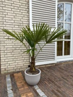 Winterharde Plamboom - Trachycarpus Fortunei 130cm 3 Winterharde Plamboom - Trachycarpus Fortunei 130cm -Tuinverzorgings Winkel 900x1200 28
