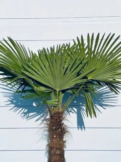 Sunnytree - Palmboom - Trachycarpus Fortunei - Winterharde Palmboom Voor Buiten - Hoogte: 160 Cm -Tuinverzorgings Winkel 900x1200 29