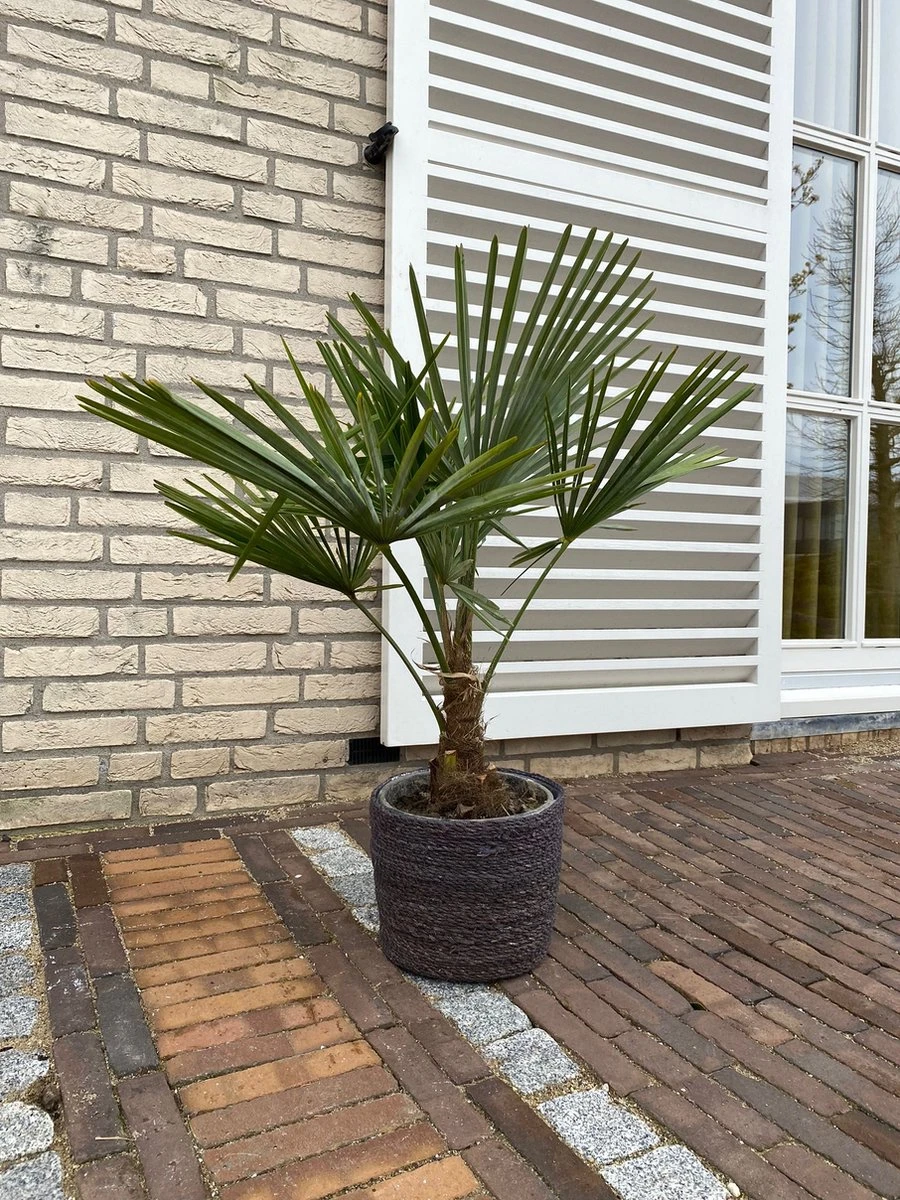 Winterharde palmboom - Trachycarpus fortunei 100cm Winterharde Palmboom - Trachycarpus Fortunei 100cm -Tuinverzorgings Winkel 900x1200 31