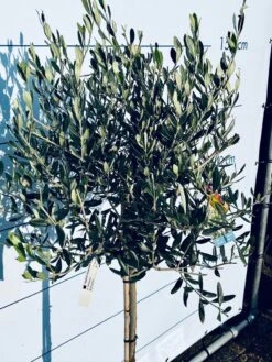 Sunnytree - Olijfboom Op Stam - Boom - Winterhard - Groenblijvend - Bol Op Stam - 160cm Hoog -Tuinverzorgings Winkel 900x1200 32
