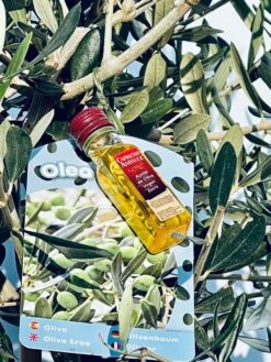 Sunnytree - Olijfboom Op Stam - Boom - Winterhard - Groenblijvend - Bol Op Stam - 160cm Hoog -Tuinverzorgings Winkel 900x1200 33