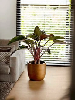 Capi Europe - Bloempot Bol Retro XL - 42x41 - Goud - Bloempot Voor Binnen - Opening ⌀36 - RTG933 6 Capi Europe - Bloempot Bol Retro XL - 42x41 - Goud - Bloempot Voor Binnen - Opening ⌀36 - RTG933 -Tuinverzorgings Winkel 900x1200 57