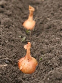 Plantui / Pootui 'Stuttgarter' - Maat 14/21 - 500 G (ca. 100 Stuks) 4 Plantui / Pootui 'Stuttgarter' - Maat 14/21 - 500 G (ca. 100 Stuks) -Tuinverzorgings Winkel 901x1200 3