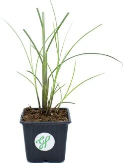 GP 12 X Prachtriet Gracillimus - Winterhard Siergras - Miscanthus Sinensis 'Gracillimus' In 9x9cm Pot Met Hoogte 5-10cm -Tuinverzorgings Winkel 907x1200 6