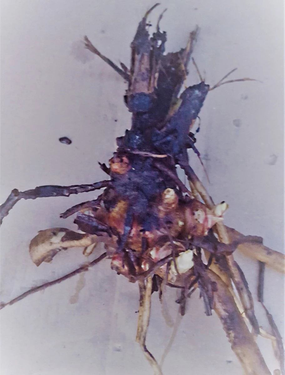 Yacon Broedknollen 3 stuks Yacon Broedknollen 3 Stuks -Tuinverzorgings Winkel 911x1200 1