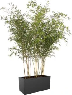 Elho Vivo Matt Finish Lang Wielen 90 - Grote Staande Plantenbak Voor Binnen & Buiten - Gemaakt Van Gereycled Plastic - L 39 X W 88 X H 41 Cm - Zwart 6 Elho Vivo Matt Finish Lang Wielen 90 - Grote Staande Plantenbak Voor Binnen & Buiten - Gemaakt Van Gereycled Plastic - L 39 X W 88 X H 41 Cm - Zwart -Tuinverzorgings Winkel 911x1200 2