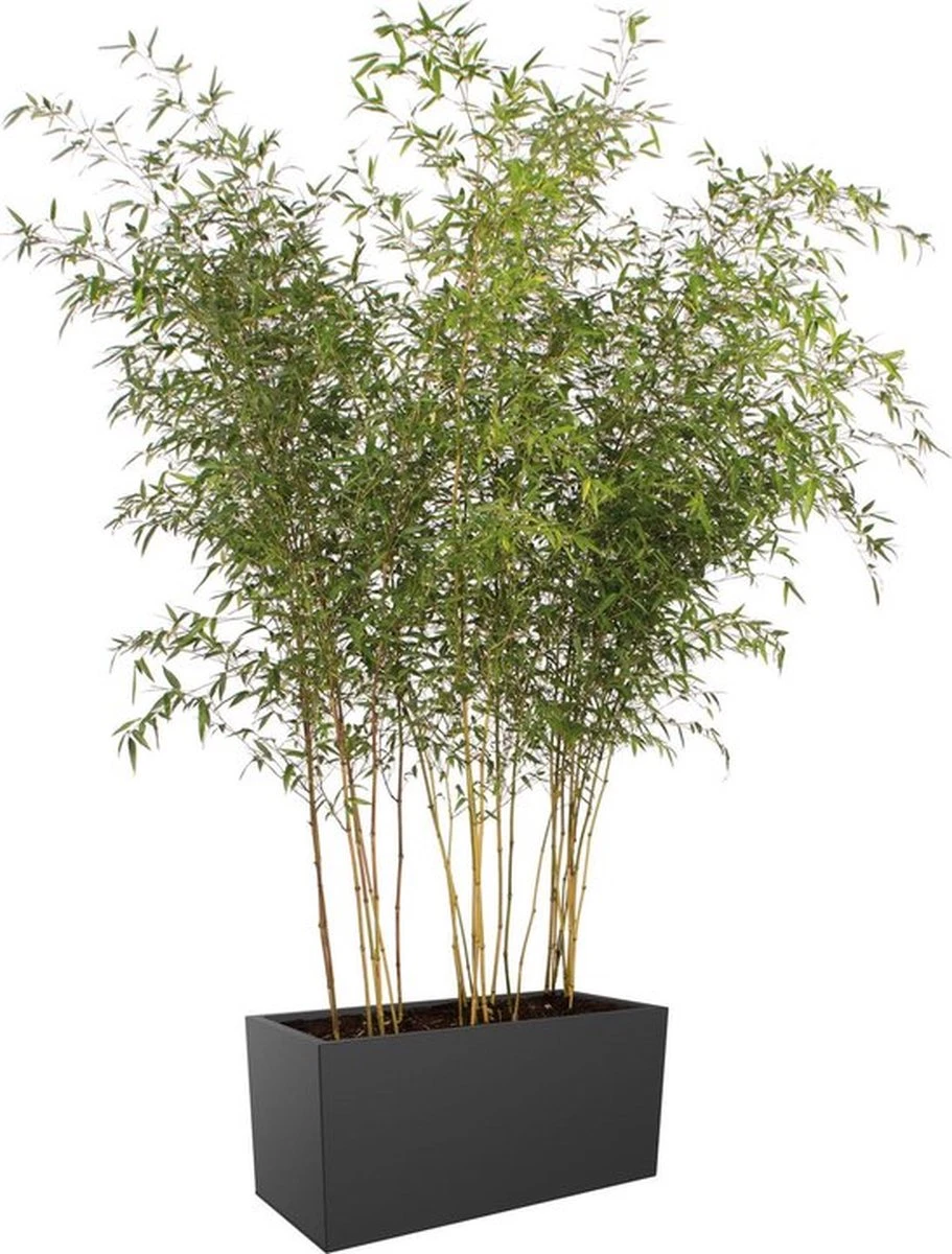 Elho Vivo Matt Finish Lang Wielen 90 - Grote Staande Plantenbak voor Binnen & Buiten - Gemaakt van Gereycled Plastic - L 39 x W 88 x H 41 cm - Zwart Elho Vivo Matt Finish Lang Wielen 90 - Grote Staande Plantenbak Voor Binnen & Buiten - Gemaakt Van Gereycled Plastic - L 39 X W 88 X H 41 Cm - Zwart -Tuinverzorgings Winkel 911x1200 2