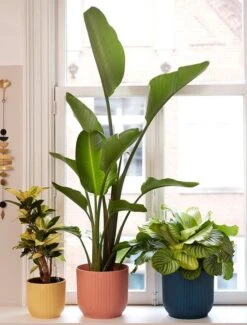 Elho Vibes Fold Rond 22 - Bloempot Voor Binnen - Ø 22.0 X H 20.2 Cm - Diepblauw 5 Elho Vibes Fold Rond 22 - Bloempot Voor Binnen - Ø 22.0 X H 20.2 Cm - Diepblauw -Tuinverzorgings Winkel 911x1200 3