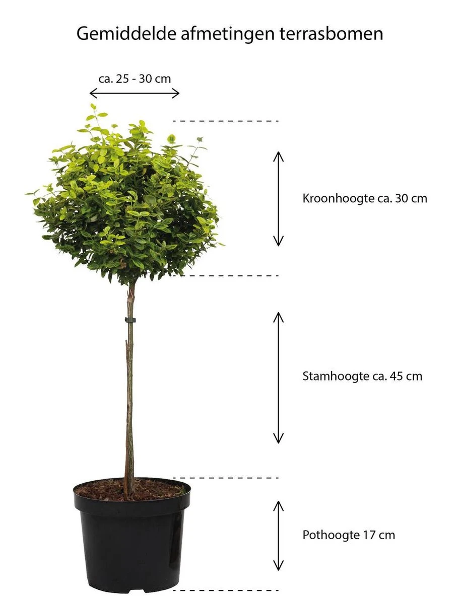 Eucalyptus op stam - Eucalyptus Gunnii (Cidergomboom) - Totale hoogte 85cm Merkloos Eucalyptus Op Stam - Eucalyptus Gunnii (Cidergomboom) - Totale Hoogte 85cm -Tuinverzorgings Winkel 913x1200 1