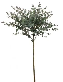 Merkloos Eucalyptus Op Stam - Eucalyptus Gunnii (Cidergomboom) - Totale Hoogte 85cm 4 Merkloos Eucalyptus Op Stam - Eucalyptus Gunnii (Cidergomboom) - Totale Hoogte 85cm -Tuinverzorgings Winkel 914x1200 5