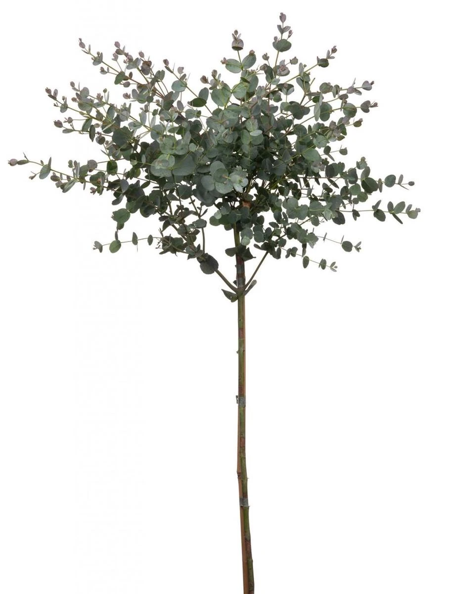 Eucalyptus op stam - Eucalyptus Gunnii (Cidergomboom) - Totale hoogte 85cm Merkloos Eucalyptus Op Stam - Eucalyptus Gunnii (Cidergomboom) - Totale Hoogte 85cm -Tuinverzorgings Winkel 914x1200 5