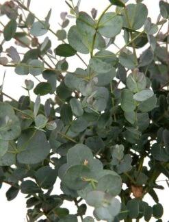 Merkloos Eucalyptus Op Stam - Eucalyptus Gunnii (Cidergomboom) - Totale Hoogte 85cm 5 Merkloos Eucalyptus Op Stam - Eucalyptus Gunnii (Cidergomboom) - Totale Hoogte 85cm -Tuinverzorgings Winkel 914x1200 6