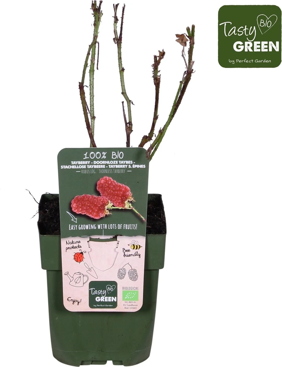 Rubus 'Tayberry' - taybes - BIO fruitplant Merkloos Rubus 'Tayberry' - Taybes - BIO Fruitplant -Tuinverzorgings Winkel 921x1200 2