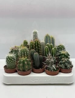 Cactus- Cactus Mix 20 Verschillende Soorten- 5.5cmØ- ± 6-10cm Hoog