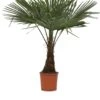 Winterharde Plamboom - Trachycarpus Fortunei 130cm 2 Winterharde Plamboom - Trachycarpus Fortunei 130cm -Tuinverzorgings Winkel 933x1200 2