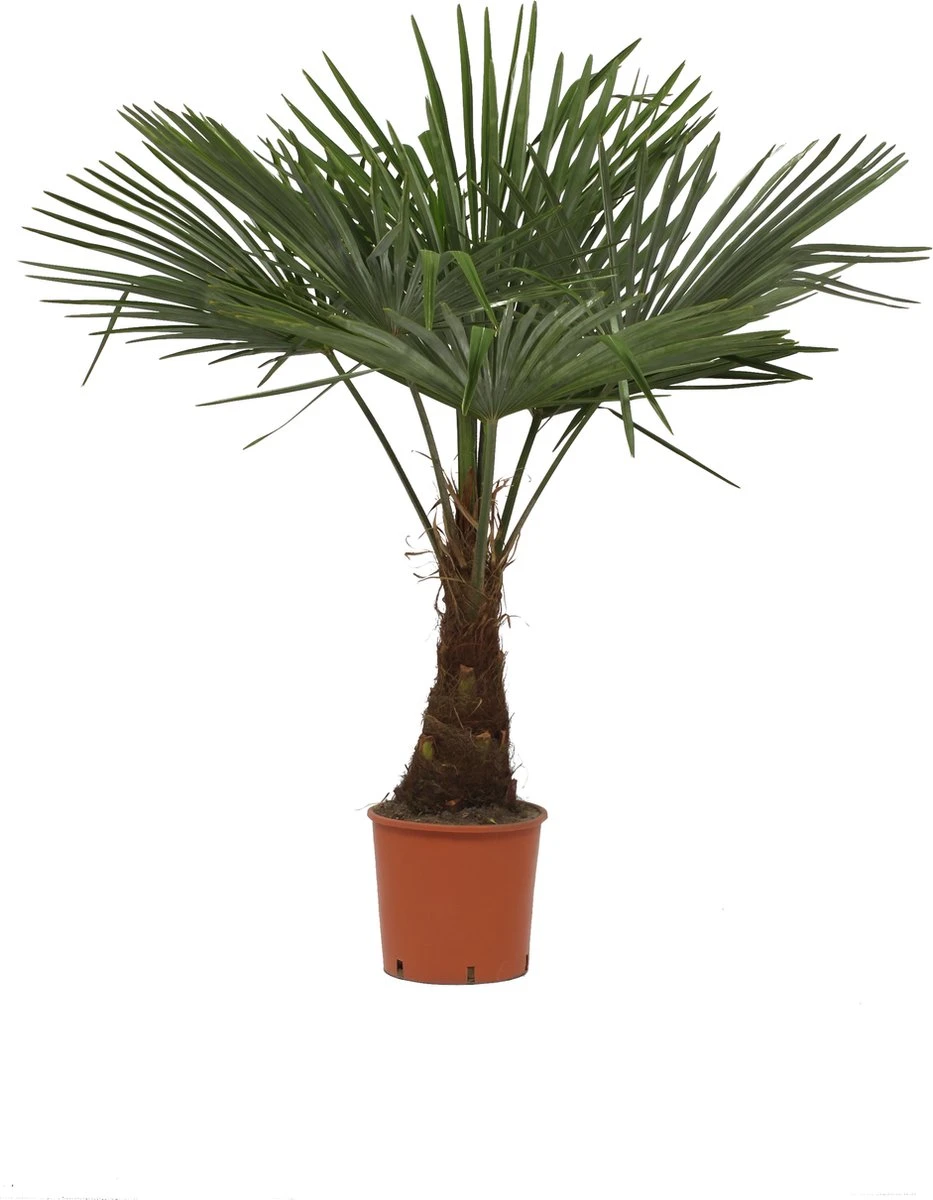 Winterharde plamboom - Trachycarpus fortunei 130cm Winterharde Plamboom - Trachycarpus Fortunei 130cm -Tuinverzorgings Winkel 933x1200 2