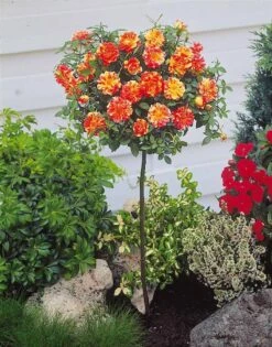 OH2 - Mini Patio Stamrozen - Kleurrijke Grootbloemige Rozen - 55-70 Cm - Meer Kleurig -Tuinverzorgings Winkel 941x1200 2