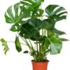 Monstera Deliciosa - Gatenplant - Kamerplant - Luchtzuiverend - ⌀21 Cm - 70-80 Cm -Tuinverzorgings Winkel 944x1200 1
